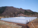 nEX{݂̎ʐ^